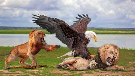 Lion King And Eagle King LeoVegas